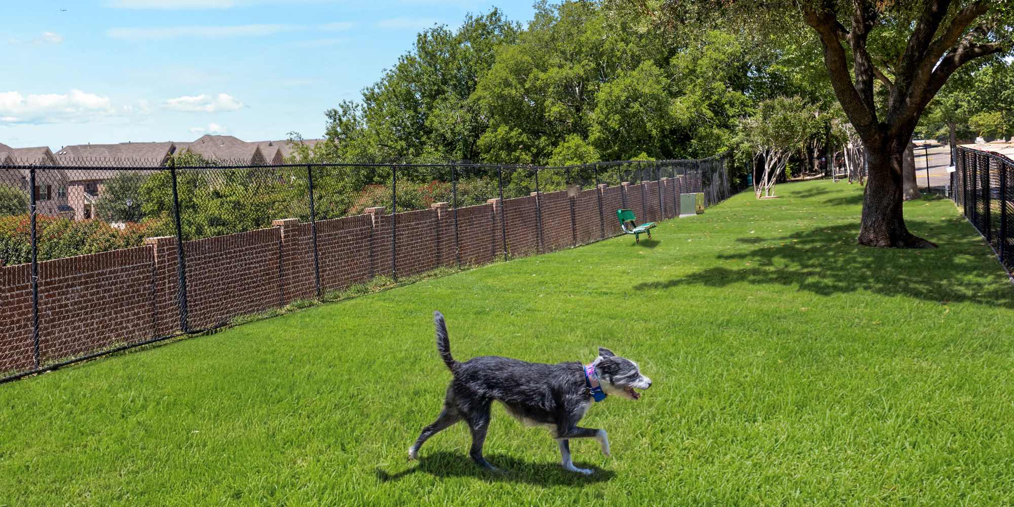 Dog in field