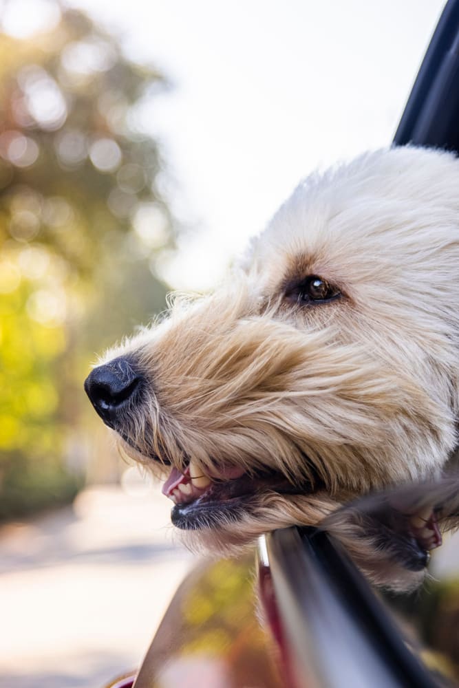 Happy dog enjoying a car ride near Lumberton Apartment Homes in Lumberton, New Jersey