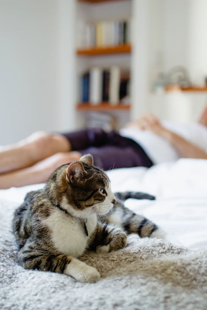 Cat relaxing with their owner in their home at The Seville Apartments in Easton, Pennsylvania