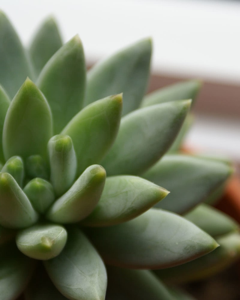 Pretty little succulent plant at Dove Valley Apartments in Englewood, Colorado