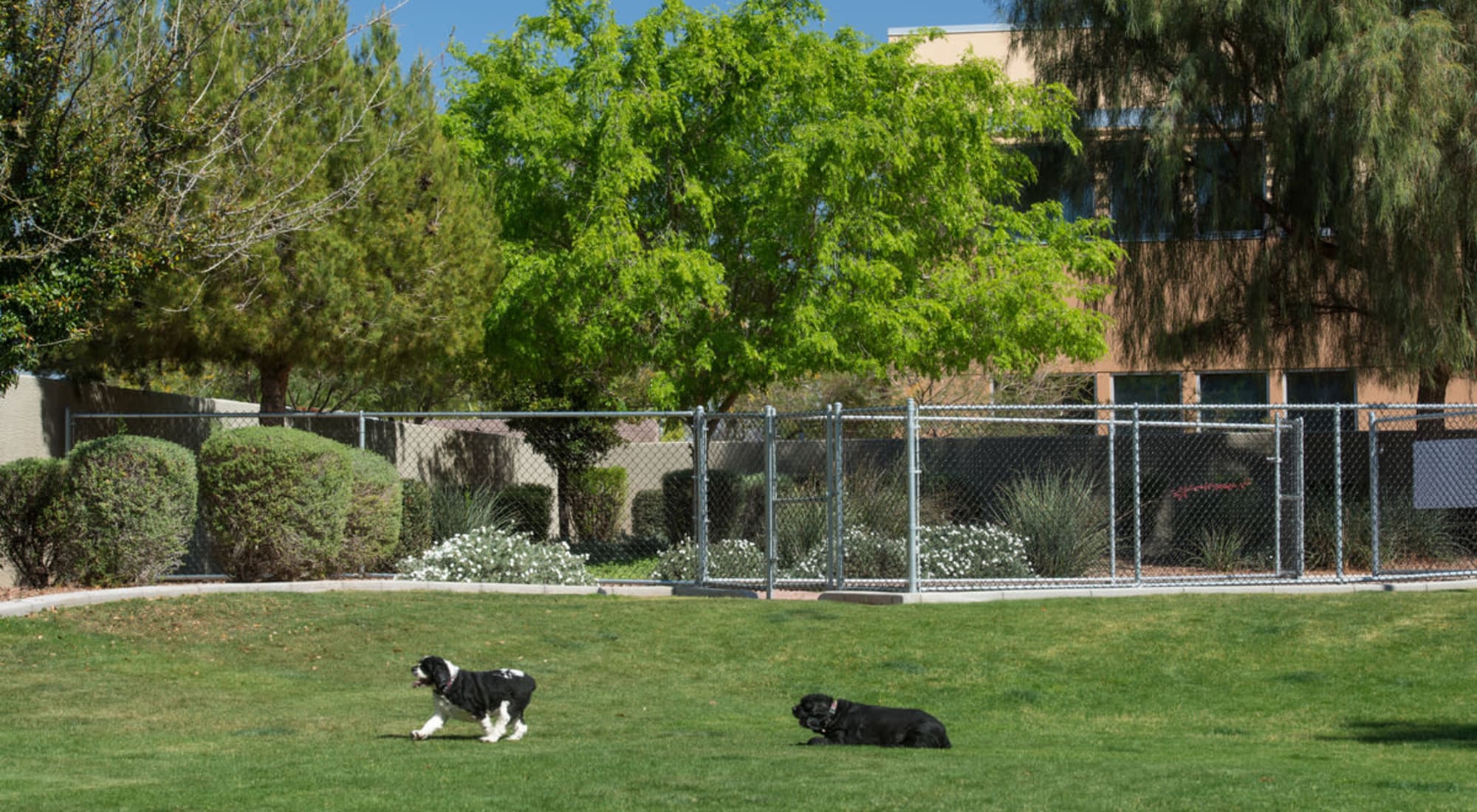 Dog Park at Villas on Hampton Avenue