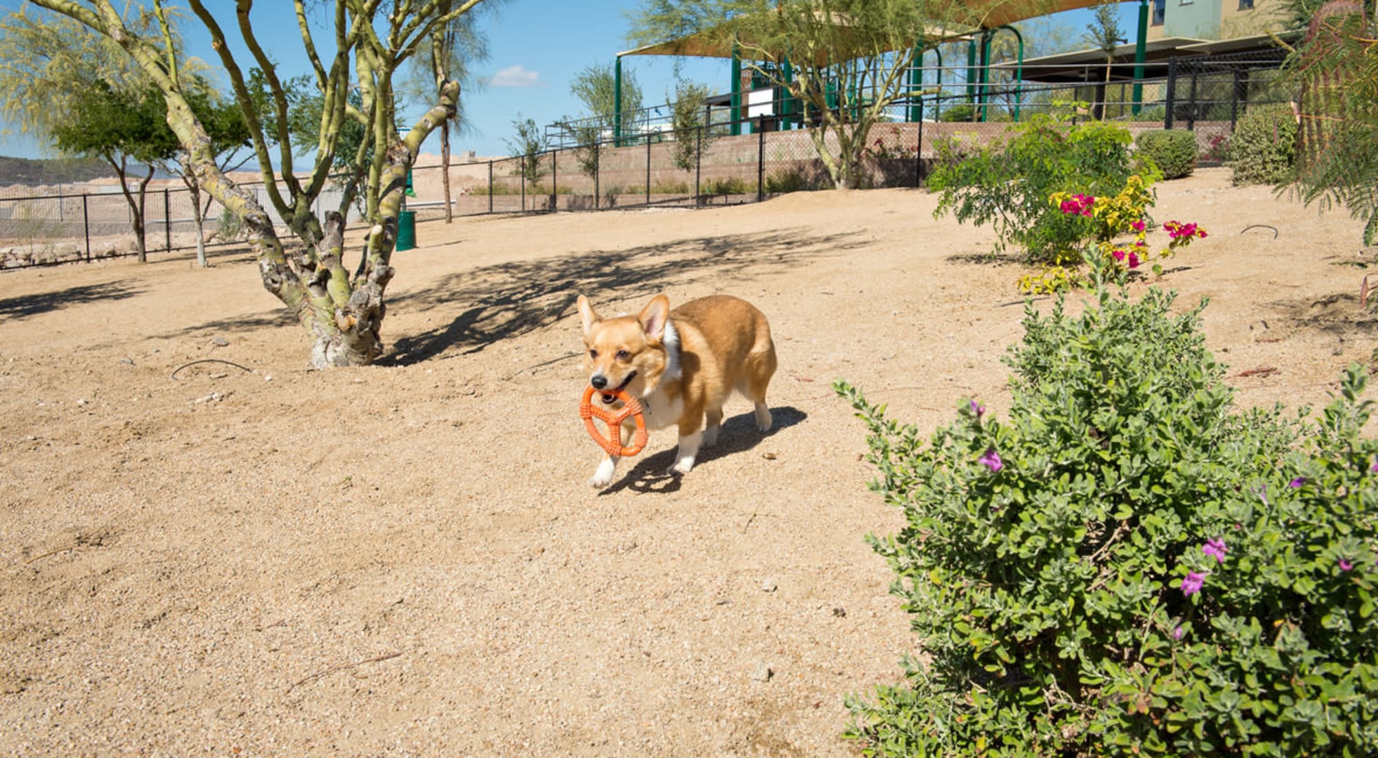 Dog Park at Las Colinas at Black Canyon