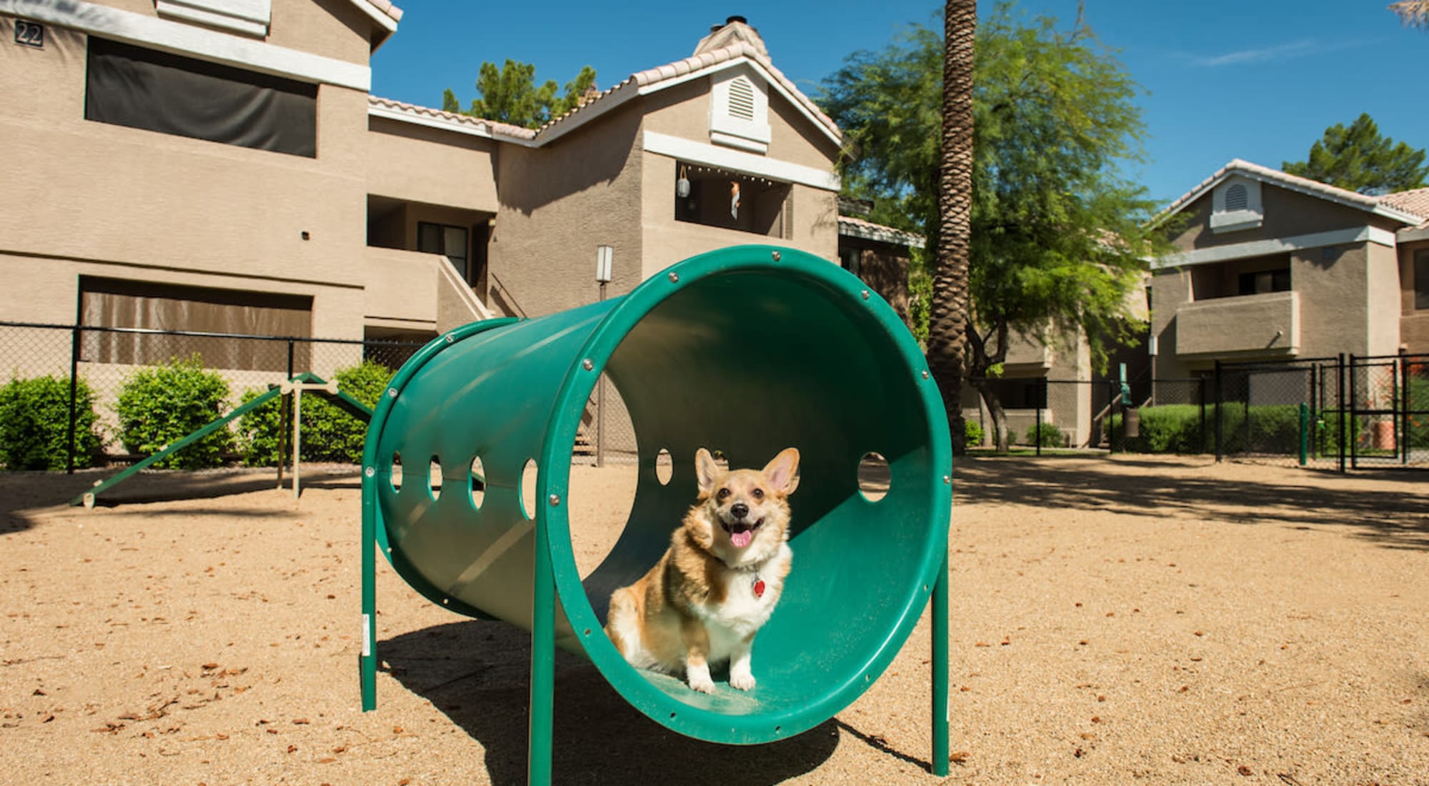 Dog Park at The Palisades in Paradise Valley 