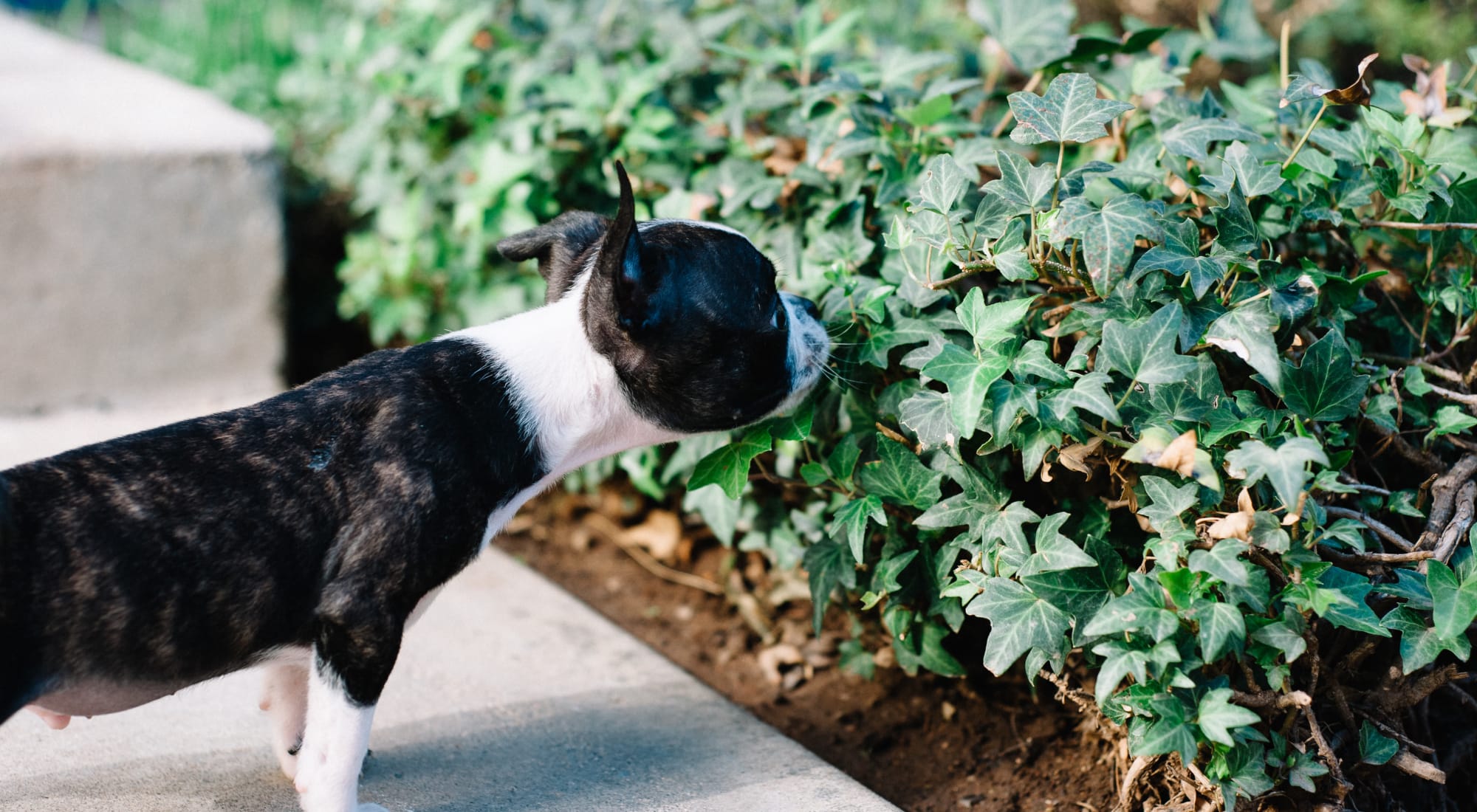 Pet Friendly Apartments In New Providence Nj Haven New