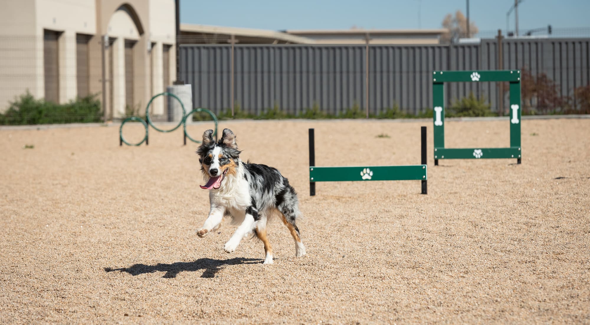 Dog  running in on-site dog park