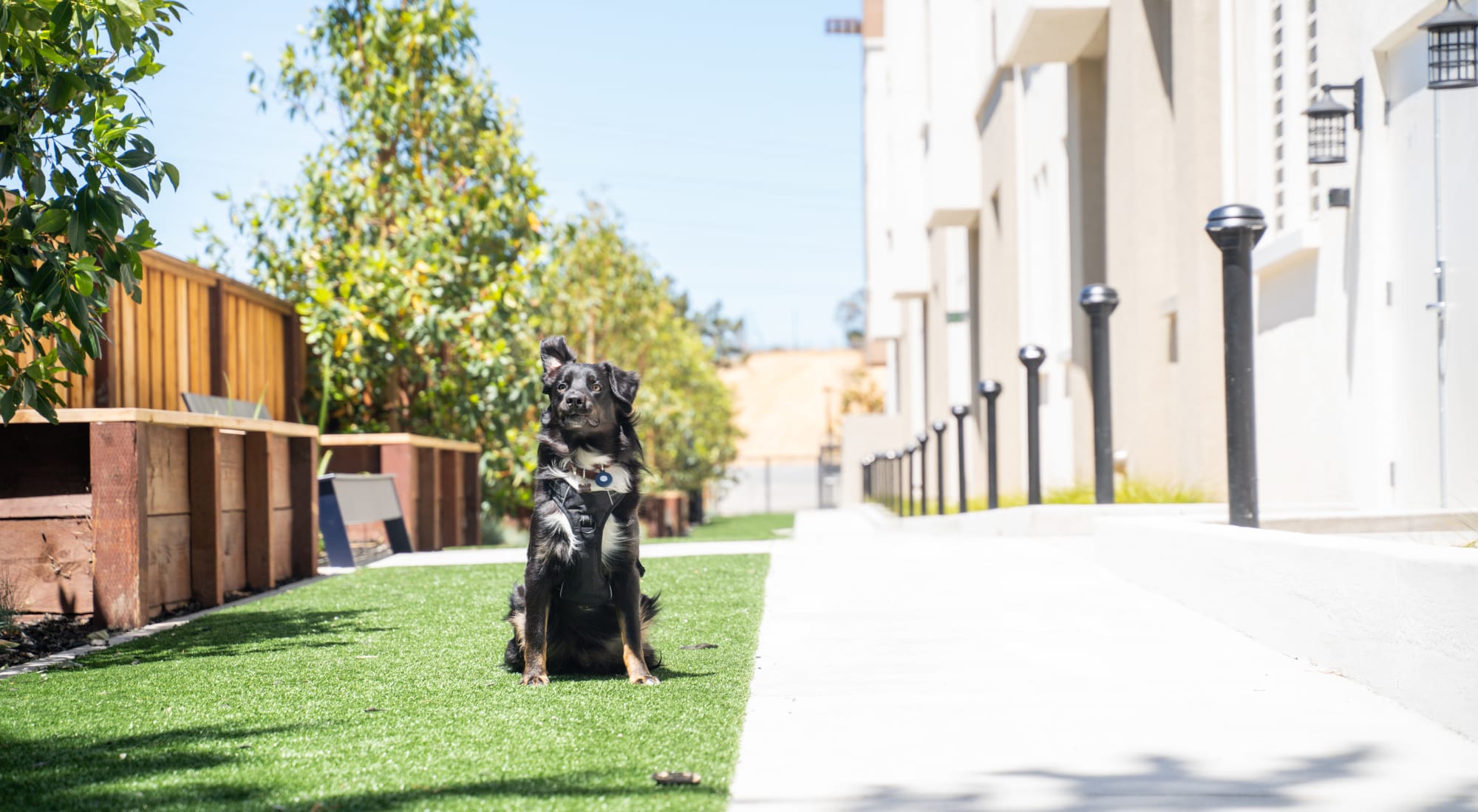 Pet-friendly apartments at Anson in Burlingame, California