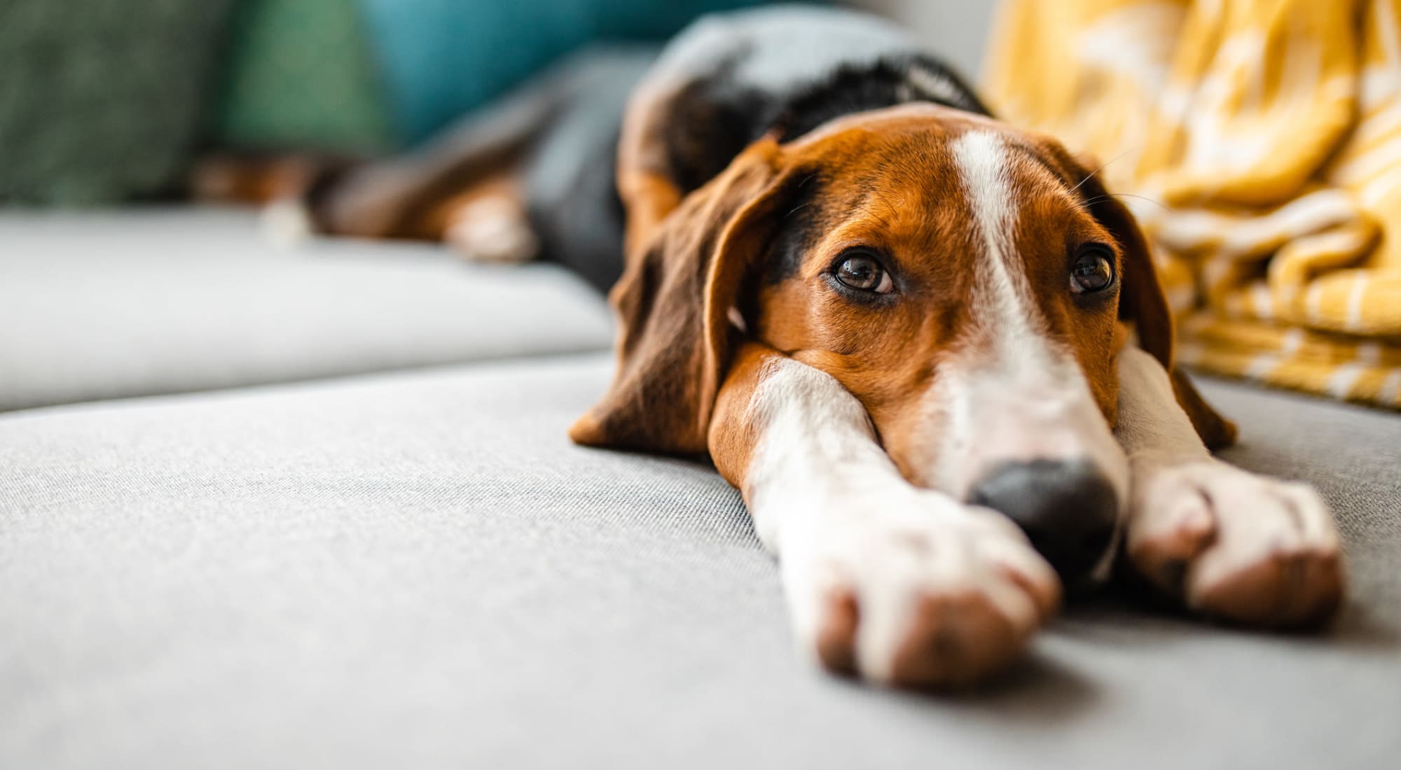 Dog lounging on the couch at the pet-friendly The George New Brunswick in New Brunswick, New Jersey