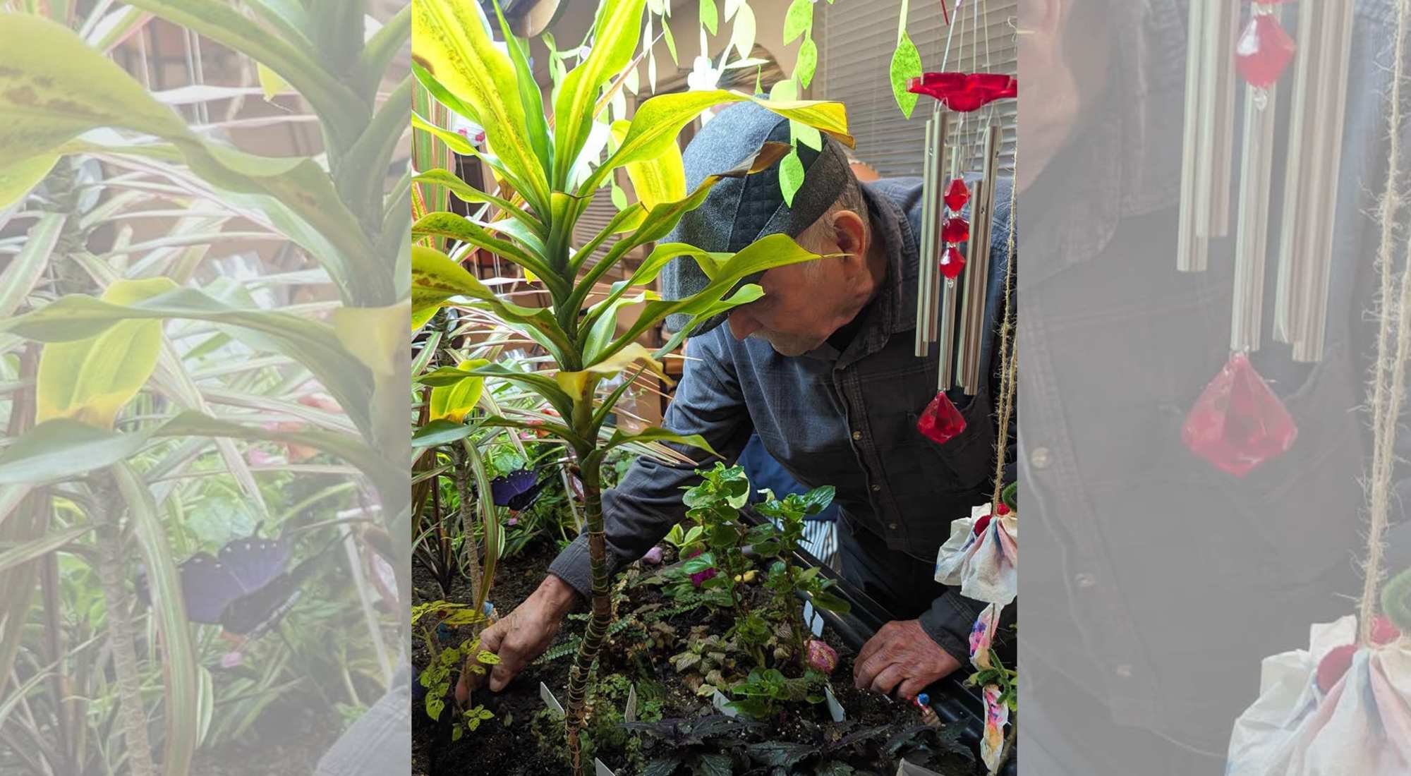 Elderly man planting flowers and plants in Eldergrow indoor garden