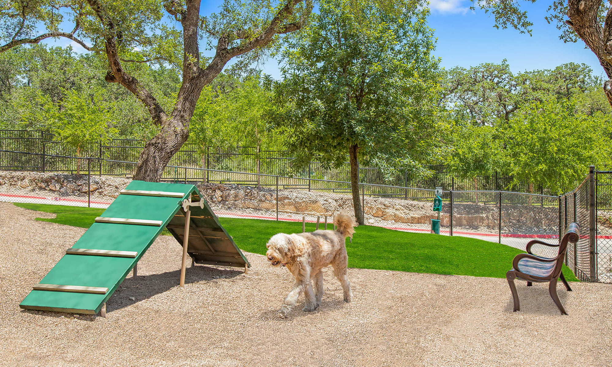 Dog in Dog Park