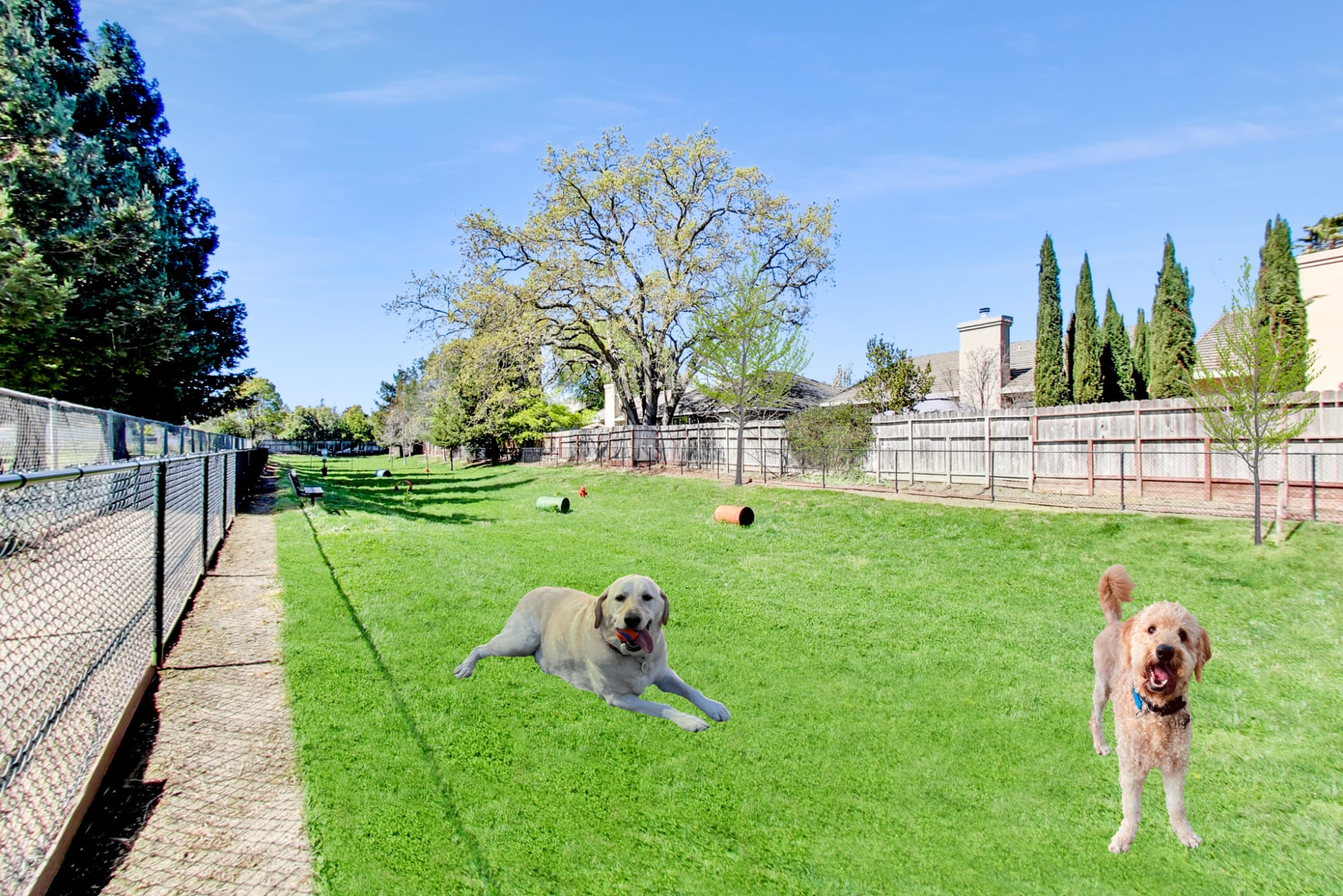 The dog park at pet-friendly Hawthorn Village Apartments in Napa, California