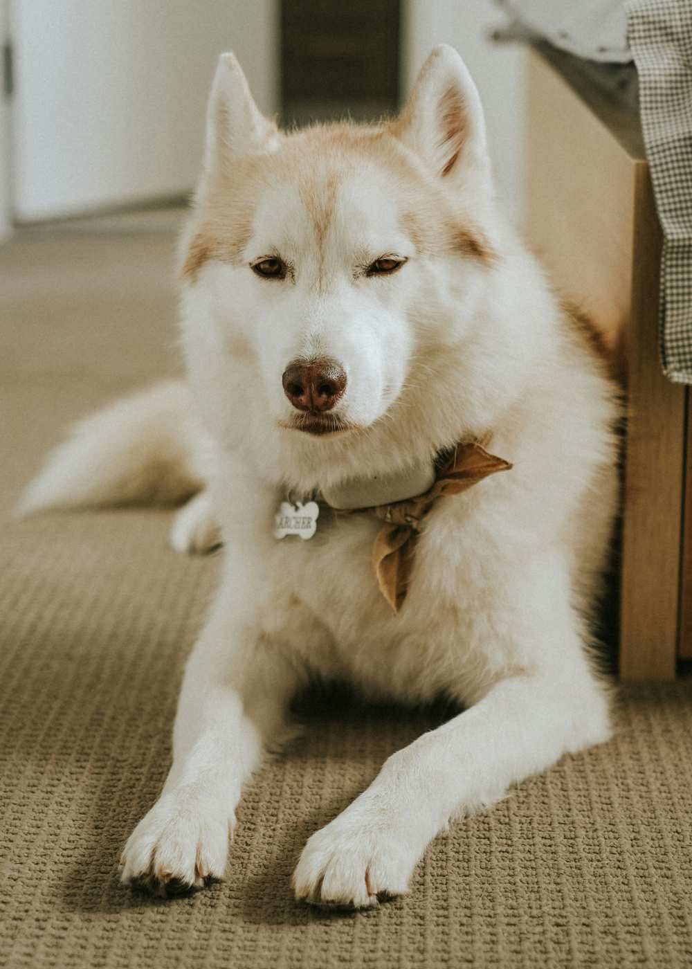 Cozy room with a dog resting on a soft carpet at Colony Parc in Ventura, California