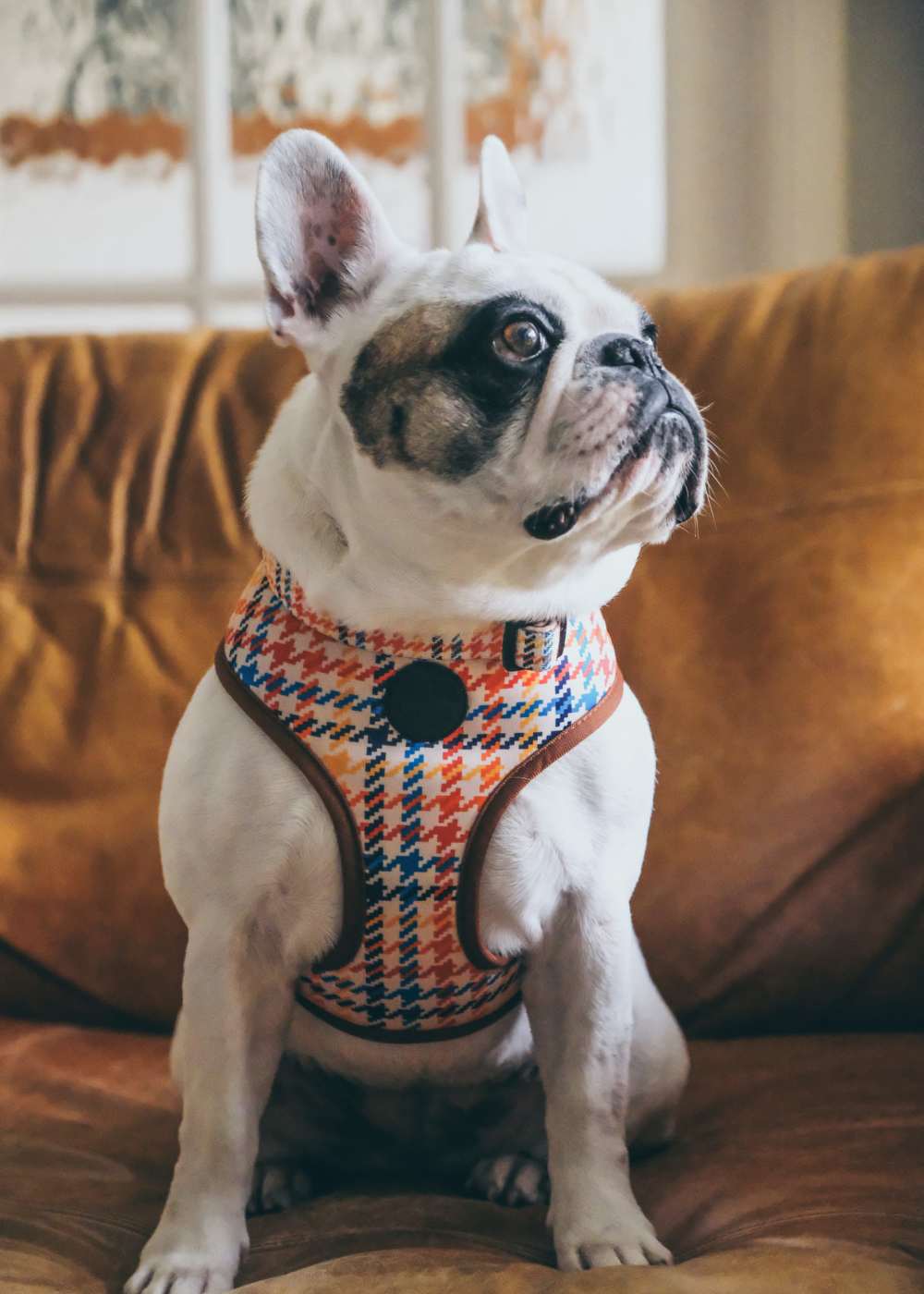 French bulldog with patterned harness sitting on a cozy sofa at Colony Parc in Ventura, California
