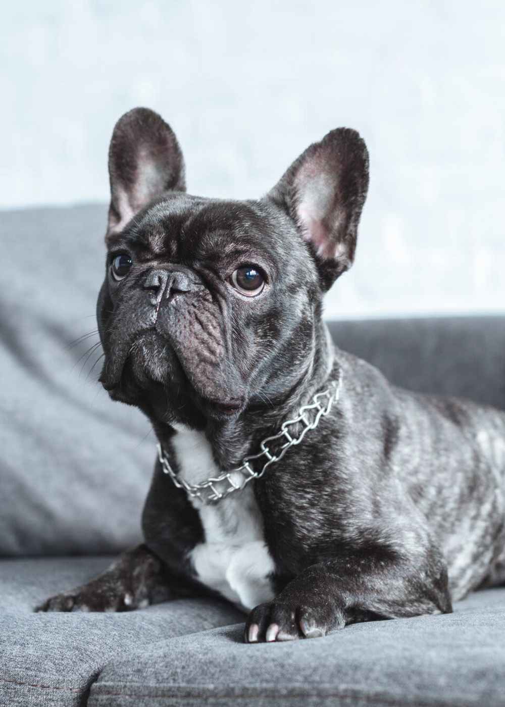 Dog in a pet-friendly home at J Woburn Heights in Woburn, Massachusetts
