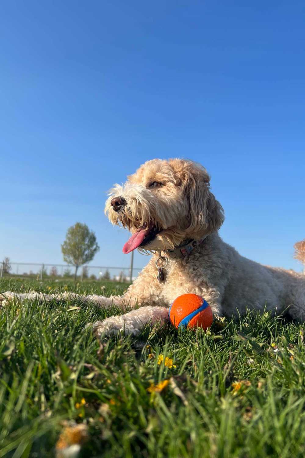 Dogs and cats are welcome at Seven17 Lehman in Houston, Texas