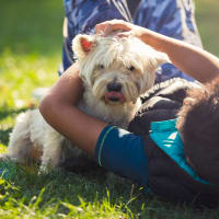 A resident and their dog playing at ila Hyde Park in Cincinnati, Ohio