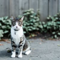 Cute kitten posing for a photo outside her apartment at Chateau Woods in Woodinville, Washington