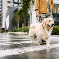 A resident on a walk with their dog at Retreat at Fairhope Village in Fairhope, Alabama