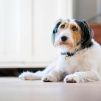 Dog posing for a photo at The Enclave at Delray Beach in Delray Beach, Florida