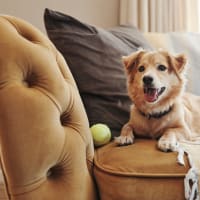 Happy dog relaxing on the couch in a pet-friendly home at Vista Apartments in Chula Vista, California