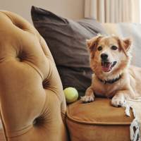 Happy dog relaxing on the couch in a pet-friendly home at Villagio in Ripon, California