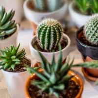 Close-up of succulents at Nesika Illahee in Portland, Oregon