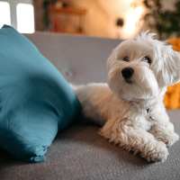 Dog on sofa at Torrey Ridge in Fresno, CA