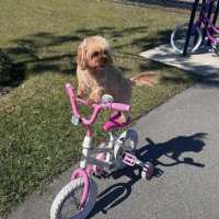 A small dog standing on a pink and white bike with training wheels at Azora at Cypress Ranch 