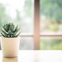 Small plant at Norman Ridge Townhomes in Terrell, North Carolina