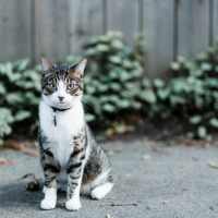 Cute kitten posing for a photo outside her apartment at Cornell Midtown in Dallas, Texas