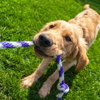 Dog pulled rope with her mouth at WaterWalk Raleigh - RTP in Morrisville, North Carolina