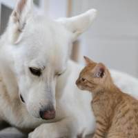 Pet friendly living with no weight or breed restrictions at Wyndham Hill in Grand Rapids, Michigan