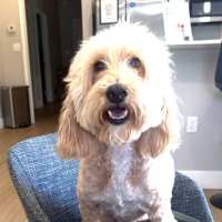 Pet friendly living with no weight or breed restricitons at Viva At Palm Coast in Palm Coast, Florida