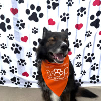 Pet friendly community with no weight or breed restrictions at Aspen Lakes in Grand Rapids, Michigan