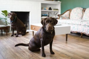 Dogs in apartment at Ivy Row at South in Mobile, Alabama