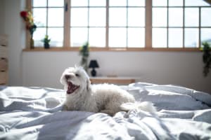 Happy dog lying on the bed at Terrace Oak in Colton, California