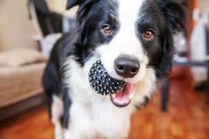 Dog holding a ball at Vista Rose Apartments in Wasilla, Alaska