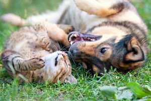 Pets playing in park near Gable Hills in Tulsa, Oklahoma
