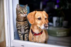 Dog and a cat at Troup Townhomes in Troup, Texas
