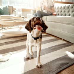 Happy dog at Avilla Grace in Chandler, Arizona