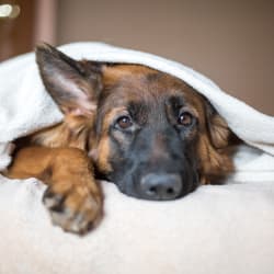 Dog under the blankets at Avilla Grace in Chandler, Arizona