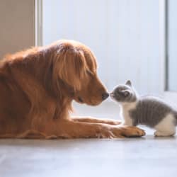 Cat and dog at Avilla Grace in Chandler, Arizona