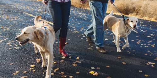 Residents walking their dogs near Whitman Green in Hayward, California