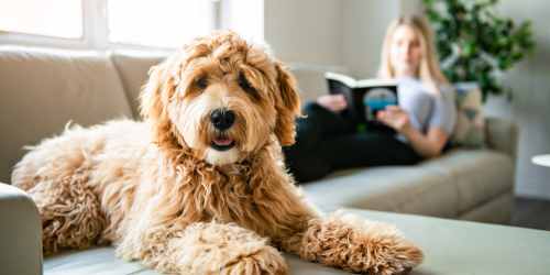 Dog posing for a photo on a couch in the living room at Reidy Creek Apartments in Escondido, California