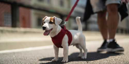 Resident taking his dog for a walk at Reidy Creek Apartments in Escondido, California