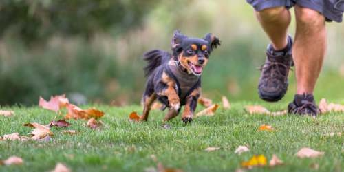 Resident playing with his pet dog in a park at Cypress Trace in Brandon, Florida