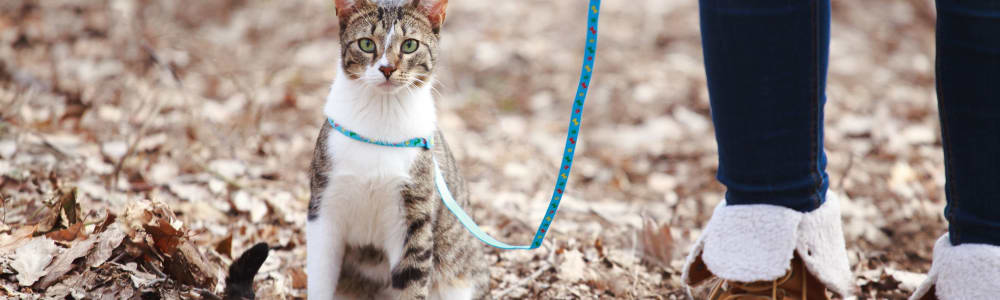 Cat on a leash outside at Highland Pointe in Yukon, Oklahoma