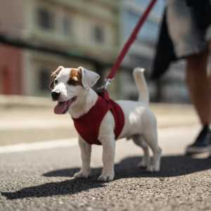 Pet-friendly at Kent Place Residences in Englewood, Colorado