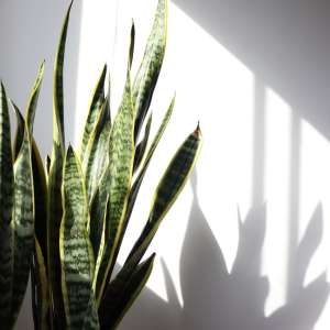 Snake plant casting shadows on a sunlit wall at Pomona Apartments in Ocala, Florida