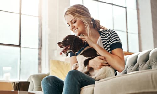 View the pet policy at Allure in Alamo, California