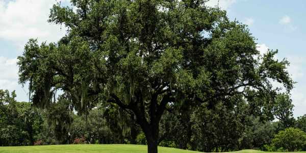 Neighborhood at The Village of Tanglewood in Houston, Texas